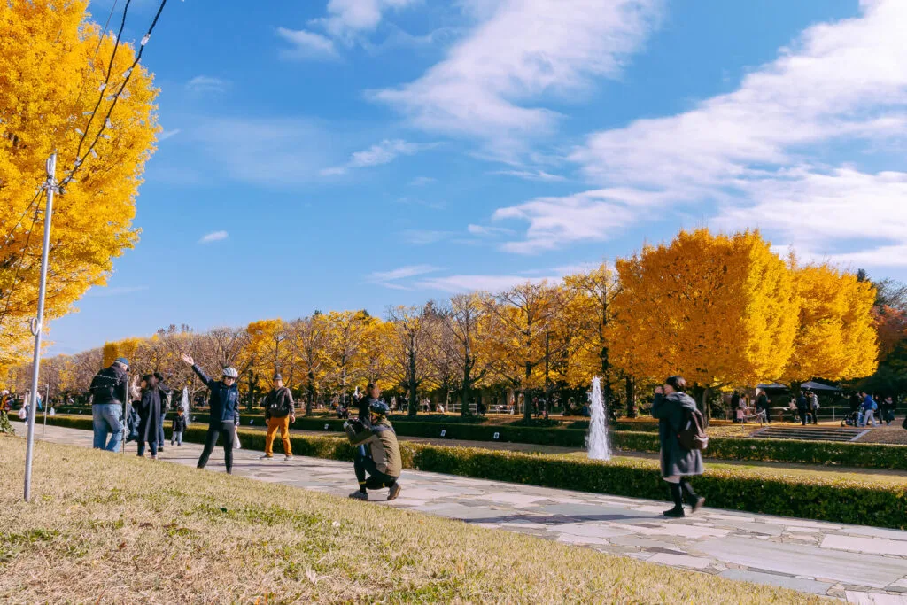 A vibrant autumn scene in Shoga Kinen Park, with golden ginkgo leaves against a clear blue sky.
