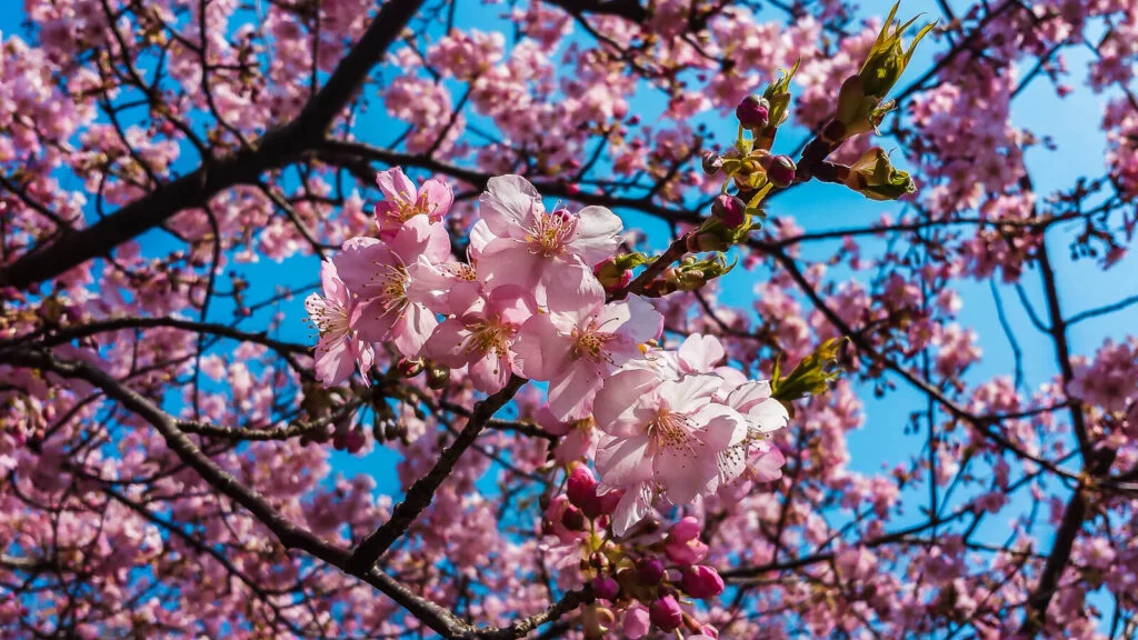 Kichijoji spring