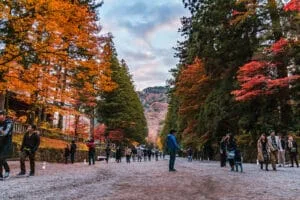 A scenic path leading to Rinnoji Shrine in Nikko, flanked by vibrant autumn foliage on both sides during daytime.