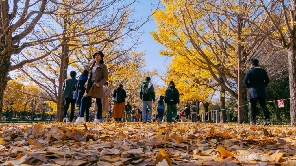 People enjoying autumn leaves at Showa Kinen Park