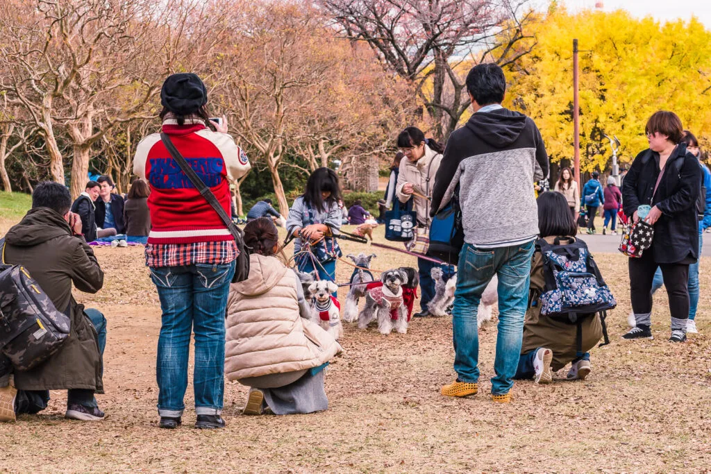 People enjoying autumn foliage at Shoga Kinen Park