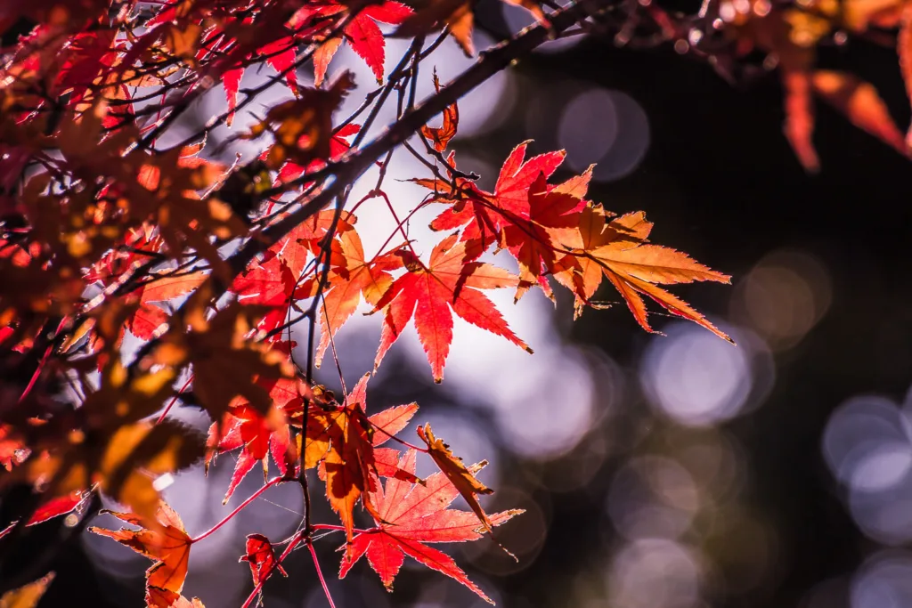 Red foliage in autumn