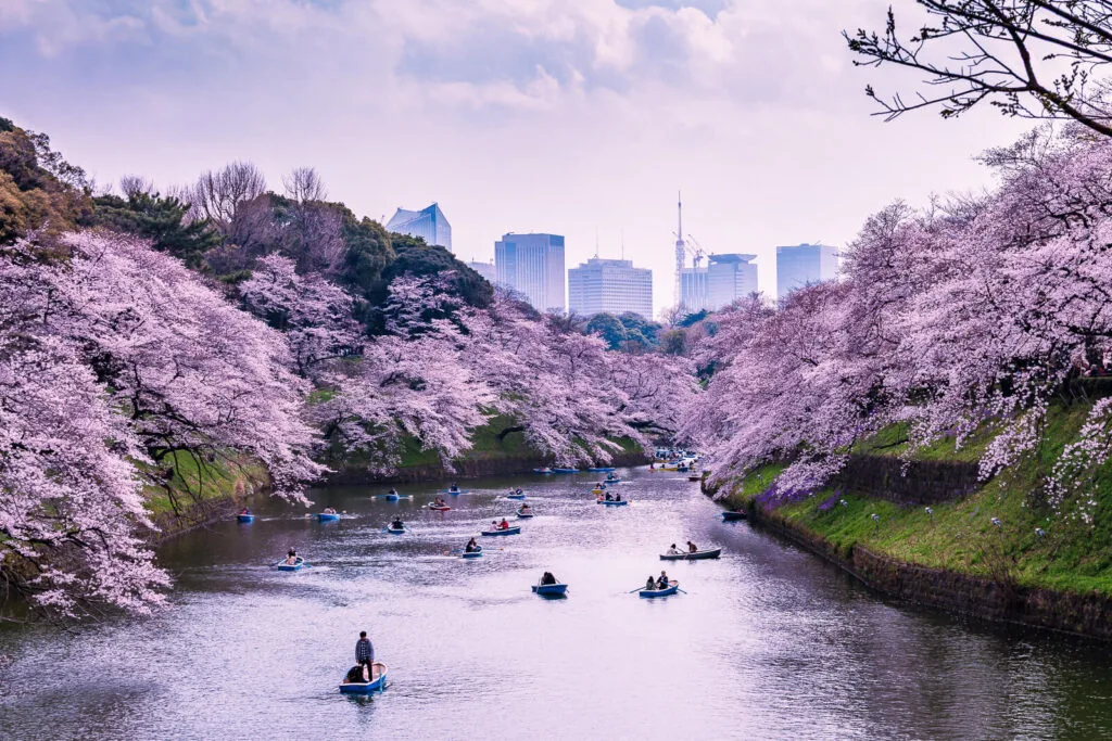 People enjoying boat rides at Chidorigafuchi moat. Sakura flowers adorned on both sides of the river.