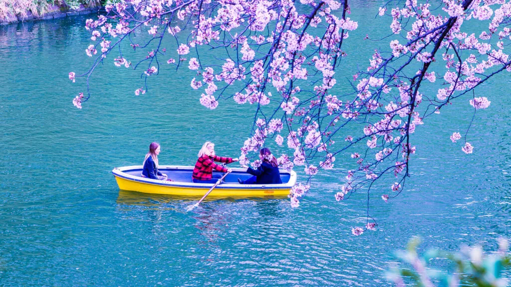 People enjoying sakura in a boat ride at chidorigafuchi moat