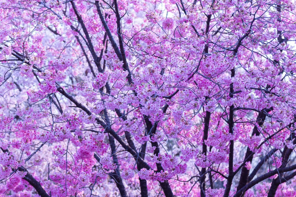 A photo of beautiful pink sakura flowers taken at Shinjuku Gyoen park in Tokyo