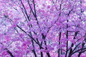 A photo of beautiful pink sakura flowers taken at Shinjuku Gyoen park in Tokyo