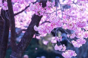 Pink Sakura Flowers in Shinjuku Gyoen Park