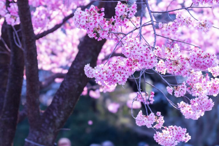 Pink Sakura Flowers in Shinjuku Gyoen Park
