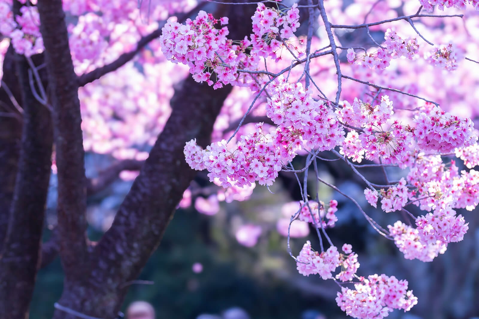 Pink Sakura Flowers in Shinjuku Gyoen Park