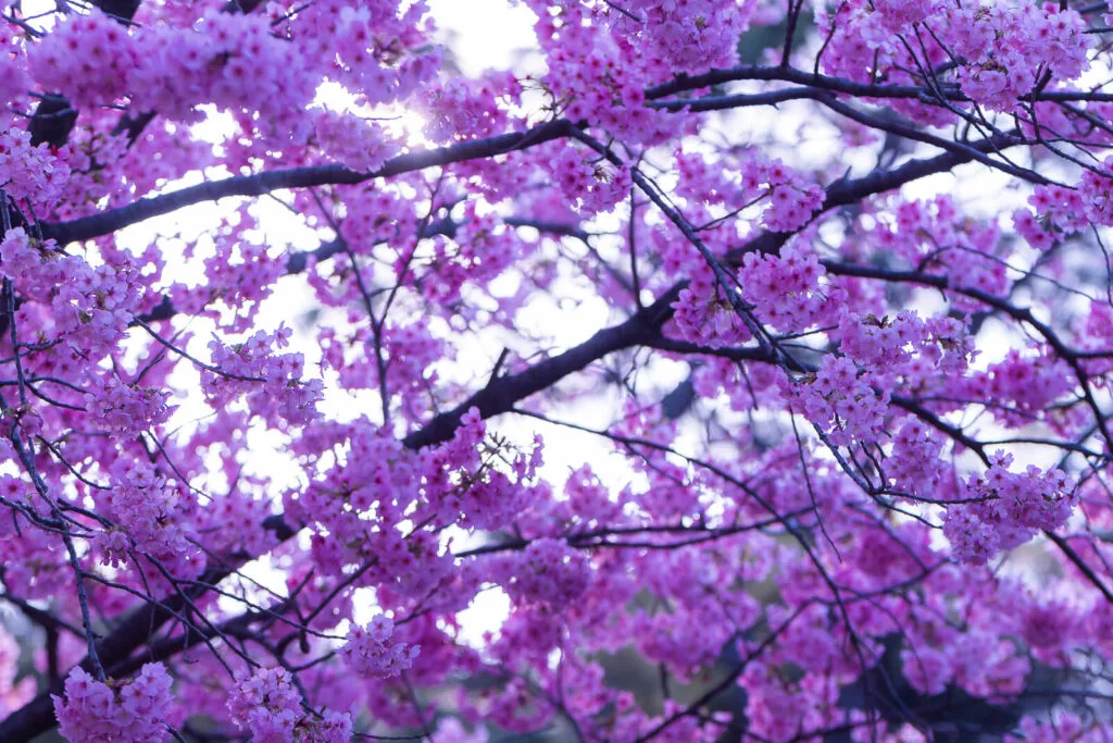Pink Sakura Flowers