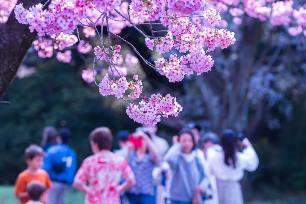 Pink Sakura Flowers with some people in the background.