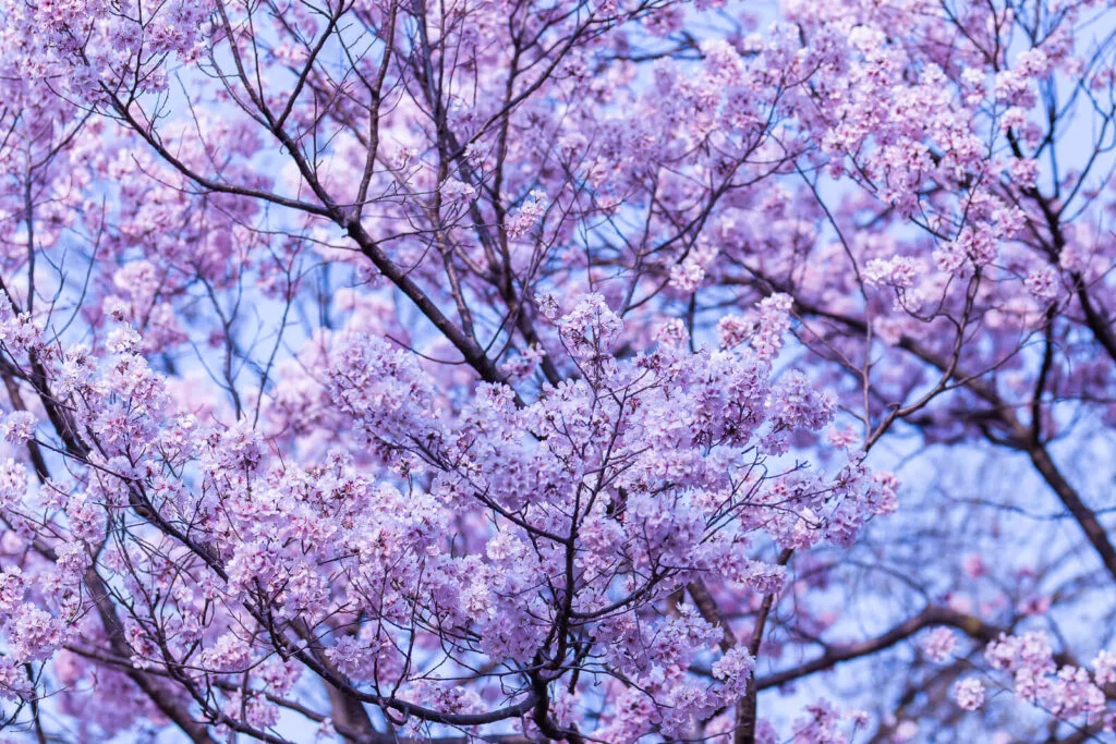 Pink Sakura flowers