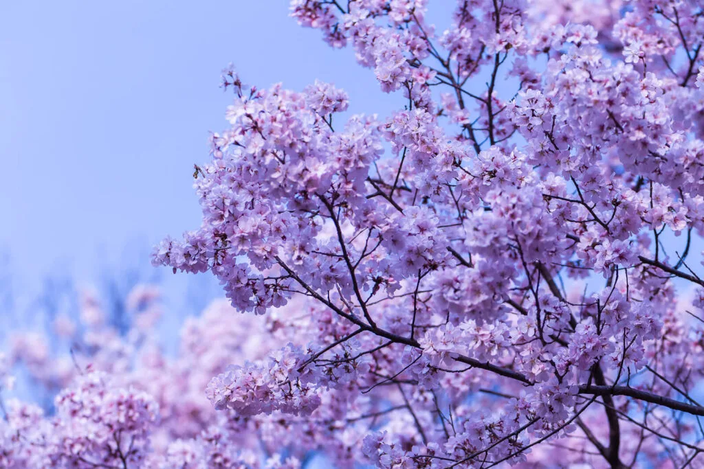Pink Sakura flowers