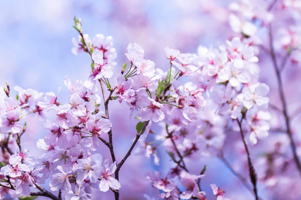Best places to see sakura in Tokyo
