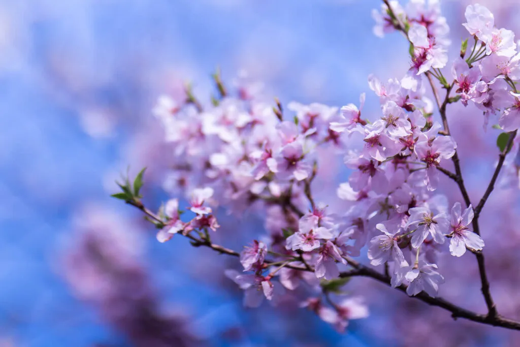Pink Sakura flowers