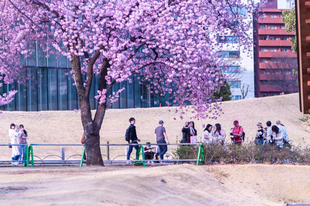 People enjoying Sakura flowers at Shinjuku Gyoen park