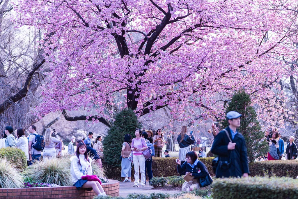 People enjoying Sakura flowers at Shinjuku Gyoen park