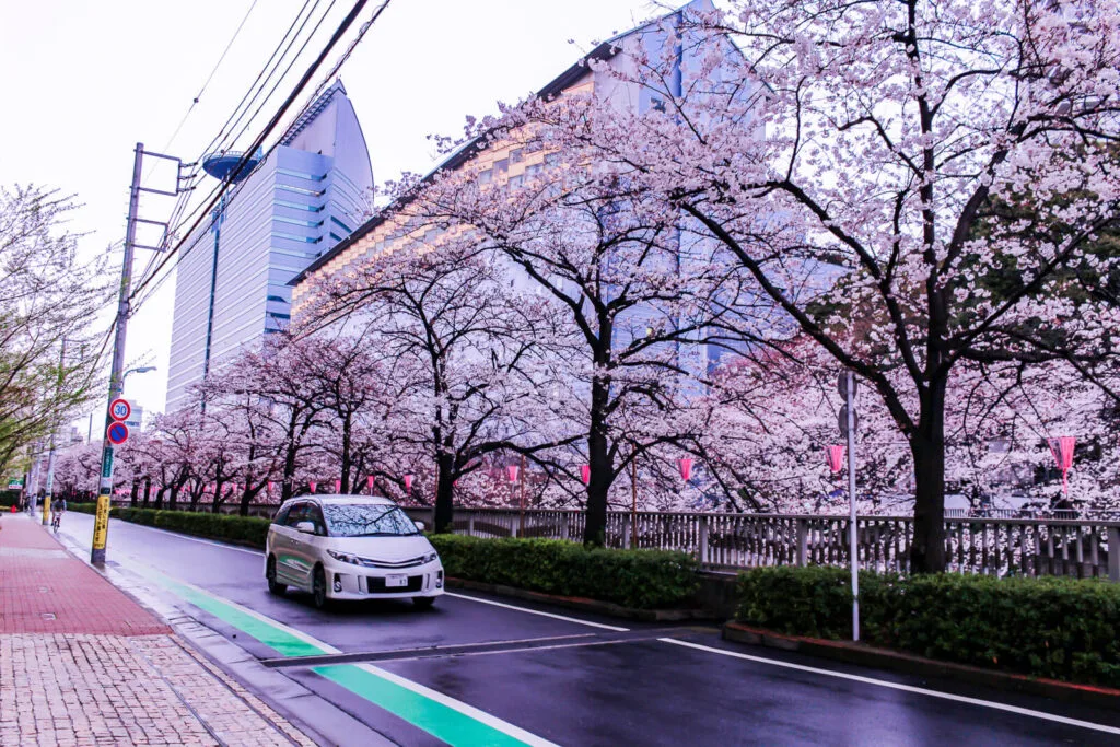 Photo showing sakura flowers at Meguro river walk with a car on street.