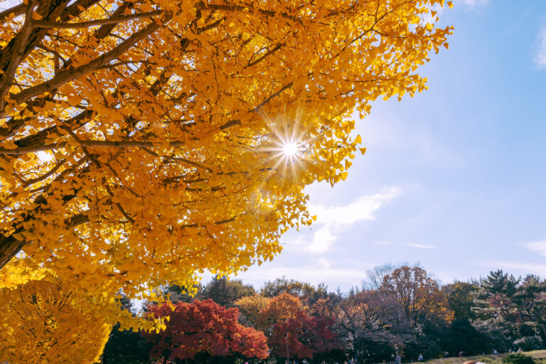 Sunlight filtering through the golden leaves of a ginkgo tree in Shoga Kinen Park.